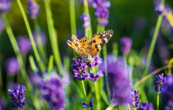 Picture Flowers, Butterfly, Flowers, Butterfly, Lavender, Lavender field, Lavender Field