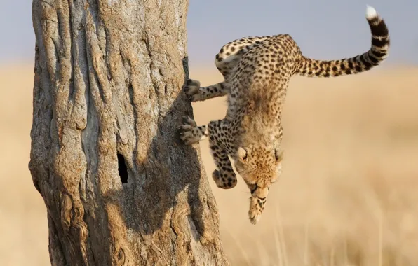 Picture face, tree, jump, paws, Cheetah, claws, Savannah