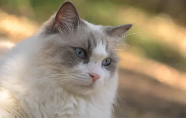 Cat, cat, look, background, Fleur Walton