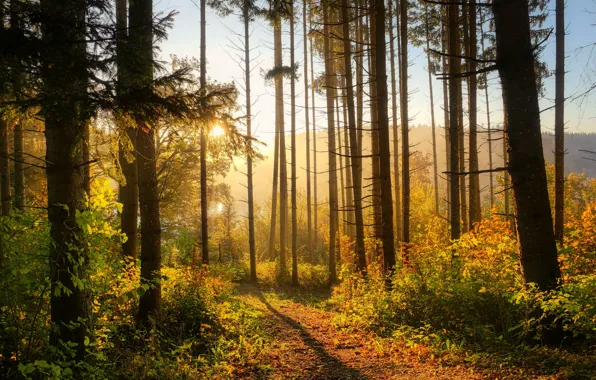 Autumn, forest, the sky, the sun, light, trees, branches, fog
