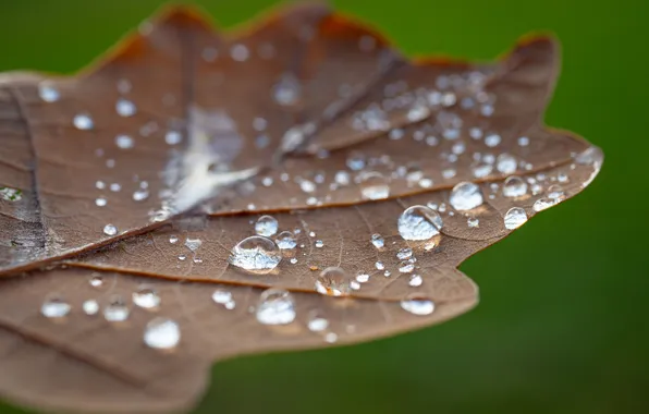 Picture autumn, drops, macro, sheet