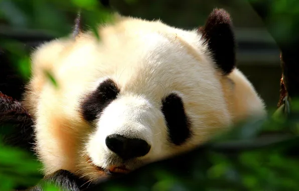 Picture white, foliage, black, Panda, sleeping