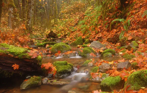 Autumn, forest, leaves, trees, nature, stream, stones, river