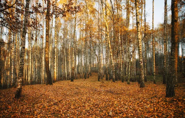 Picture autumn, birch, grove