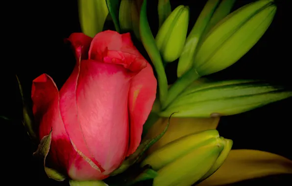 Wallpaper macro, roses, petals, buds