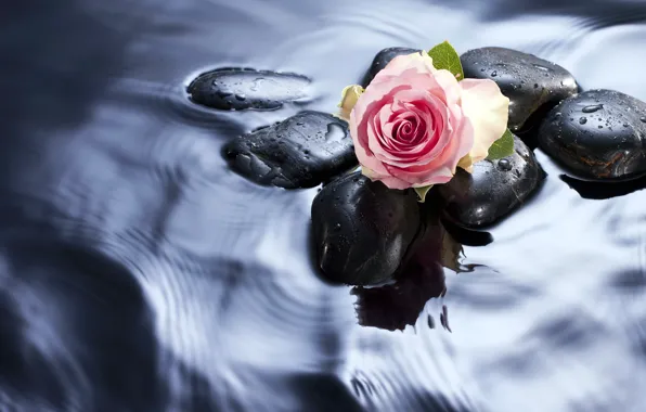 Picture water, stones, rose, Bud