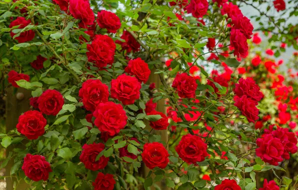 Picture macro, flowers, roses, shrub