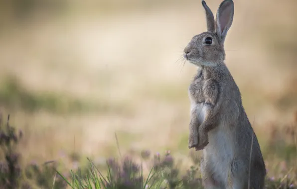 Picture hare, Bunny, stand, bokeh