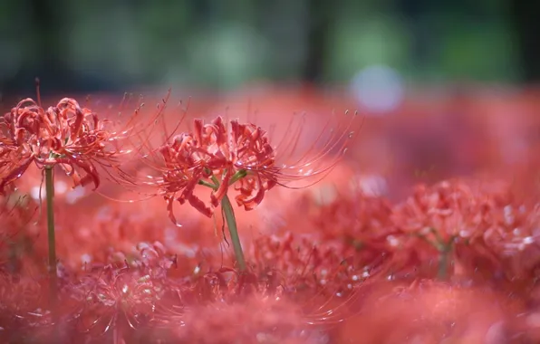 Picture macro, flowers, red, flowerbed