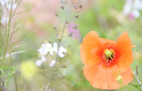 Flower, summer, grass, macro, orange, glade, tenderness, Mac