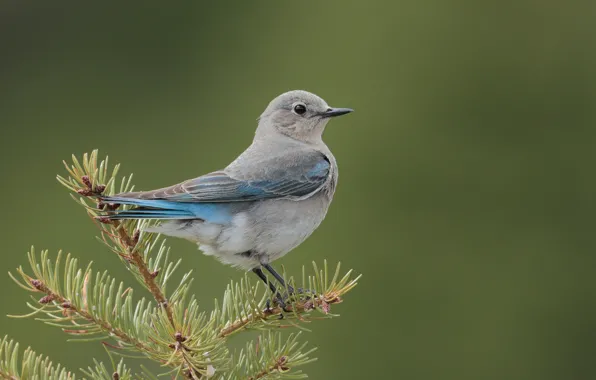 Picture bird, spruce, Tree, twigs