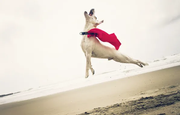 Picture each, jump, dog, dog