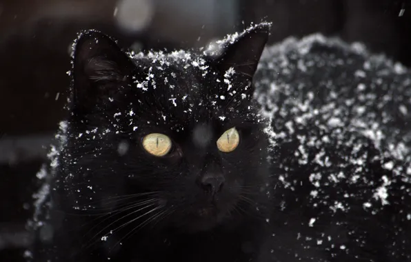 Winter, black pictures, snow photos, cat Wallpaper