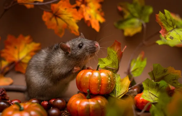 Picture pumpkin, rat, animal