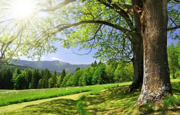 Picture greens, forest, summer, grass, the sun, trees, mountains, glare