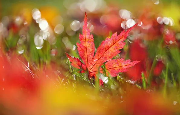 Autumn, grass, sheet, maple, Blik