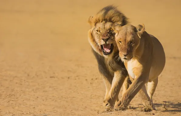 Desert, Leo, Africa, wild cats, lions, a couple, lioness