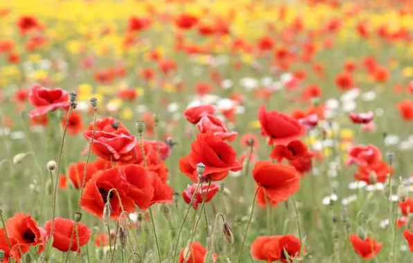 Field, flowers, nature, Maki, petals, red, buds