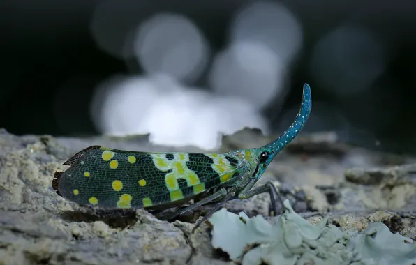 Macro, the dark background, nose, insect, bark, green, wings, bokeh