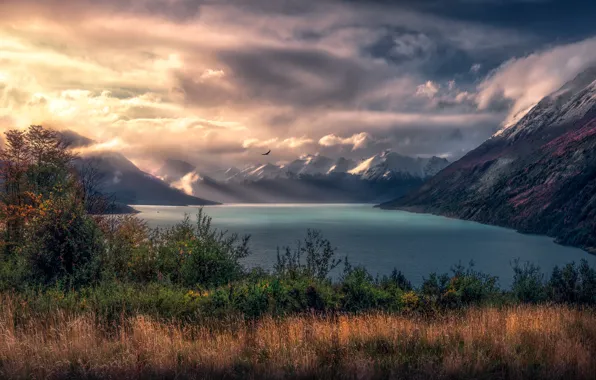 Autumn, grass, light, mountains, fog, lake, bird, tops