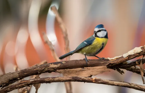 Bird, branch, bokeh, tit