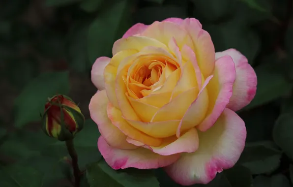 Macro, rose, petals, Bud, rosebud