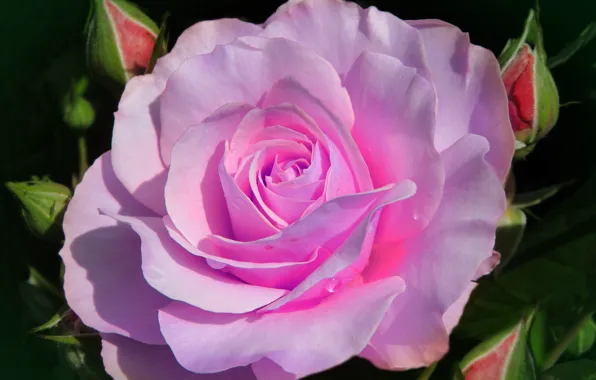 Summer, rose, backlight