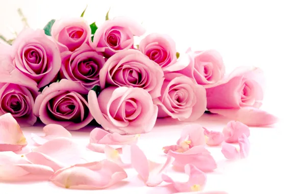 Roses, pink, gently