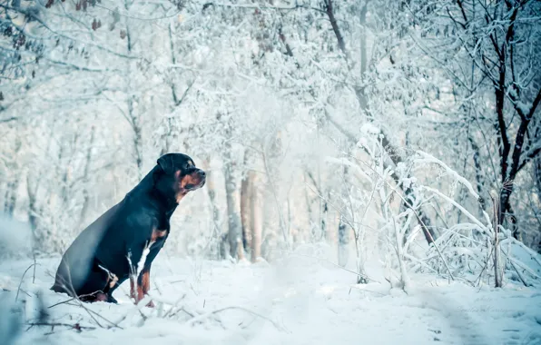 Picture winter, each, dog