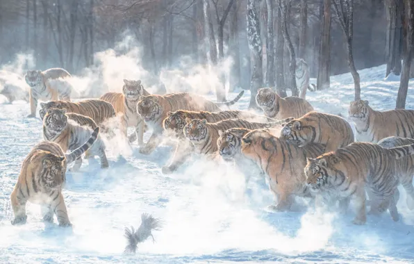 Winter, forest, light, snow, trees, tiger, pose, fog