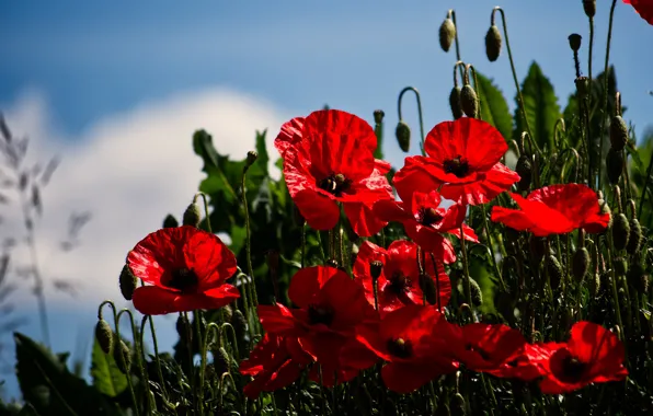 Picture summer, the sky, flowers, red, bright, Maki, bumblebee