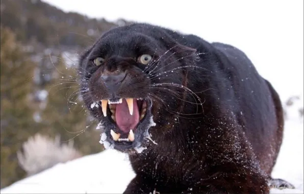Picture animals, wildlife, big cat, Angry Panther