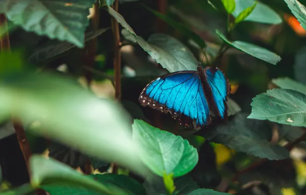 Leaves, the dark background, butterfly, blue