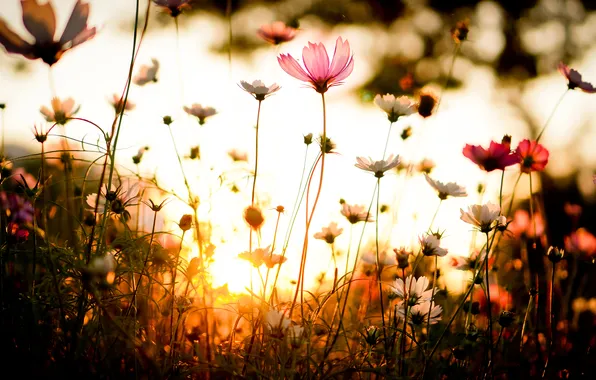 Grass, sunset, Flower, flower