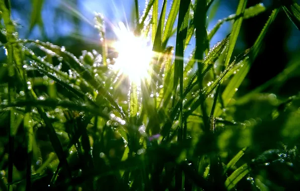 Grass, the sun, drops, green, grass, dew, frost, hoarfrost