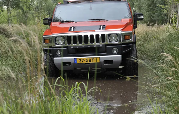 Picture grass, swamp, hummer