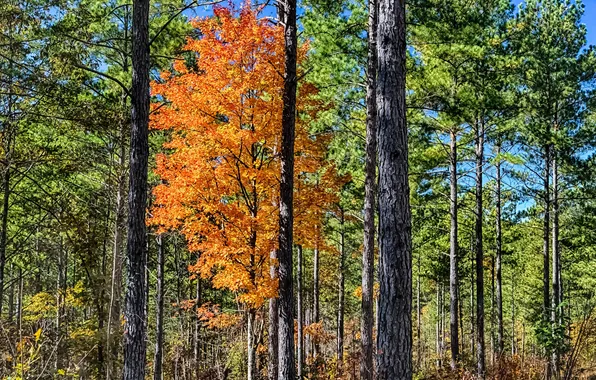Autumn, forest, leaves, trees