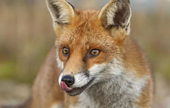 Language, face, Fox, red, tricky