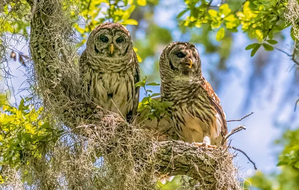 Birds, tree, owls, a couple, on the tree, A barred owl