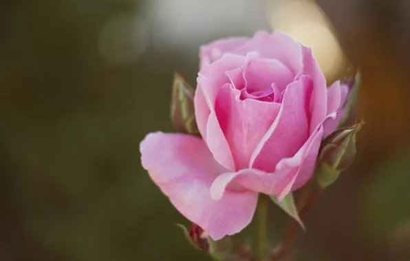 Picture rose, petals, Bud, pink