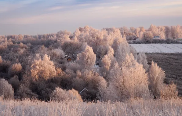 Picture winter, frost, field, trees, landscape, nature, house, the bushes