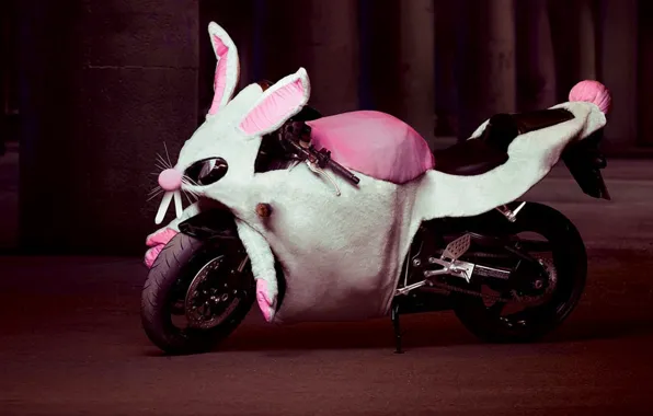 Picture humor, rabbit, motorcycle, Costume