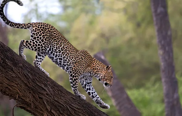 Tree, leopard, leopard