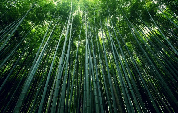 Forest, stems, foliage, bamboo, grove