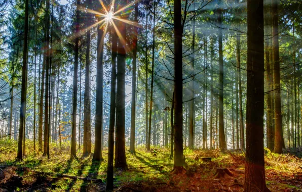 Picture light, forest, nature