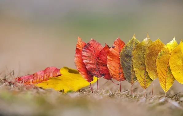 Autumn, leaves, nature