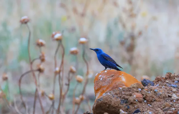 Grass, bird, stone, Magov Marat, Blue Stone Thrush