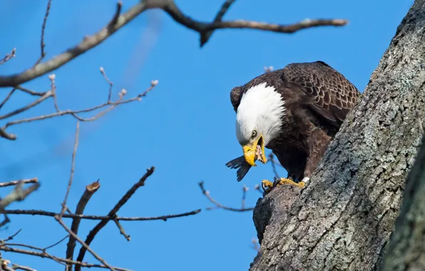 The sky, branches, blue, tree, bird, eagle, beak, trunk