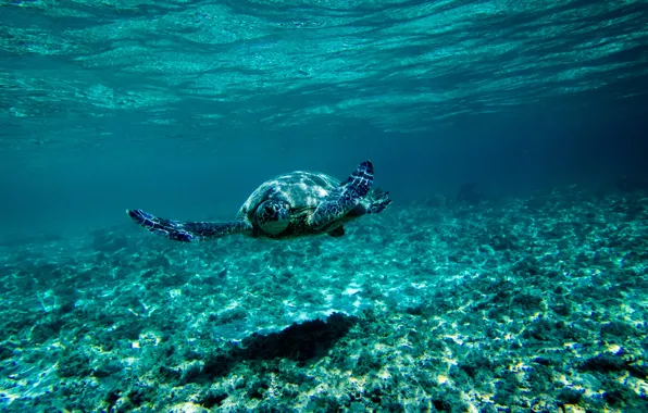 Sea, blue, turtle, the bottom, underwater world, under water, floats