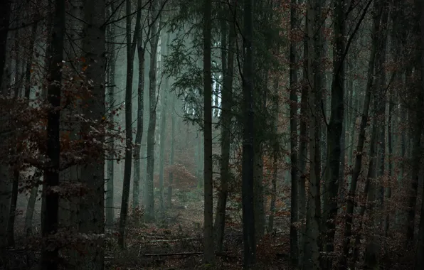 Forest, trees, nature